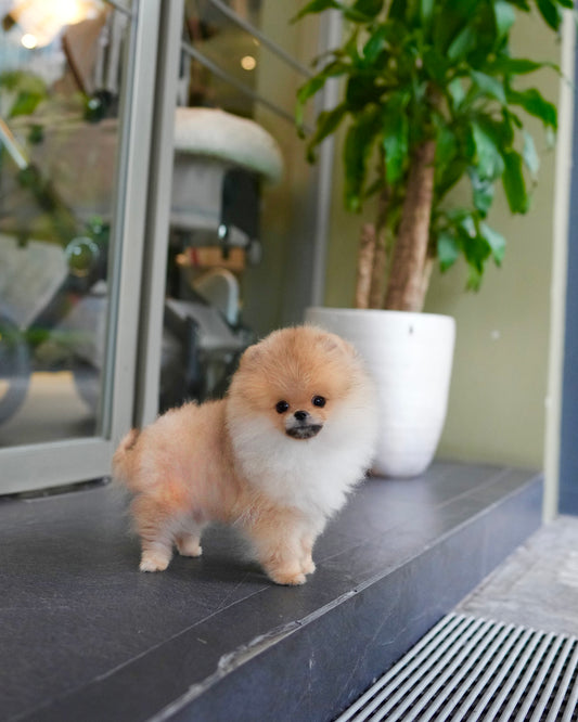 Chip - Pomeranian (Orange)