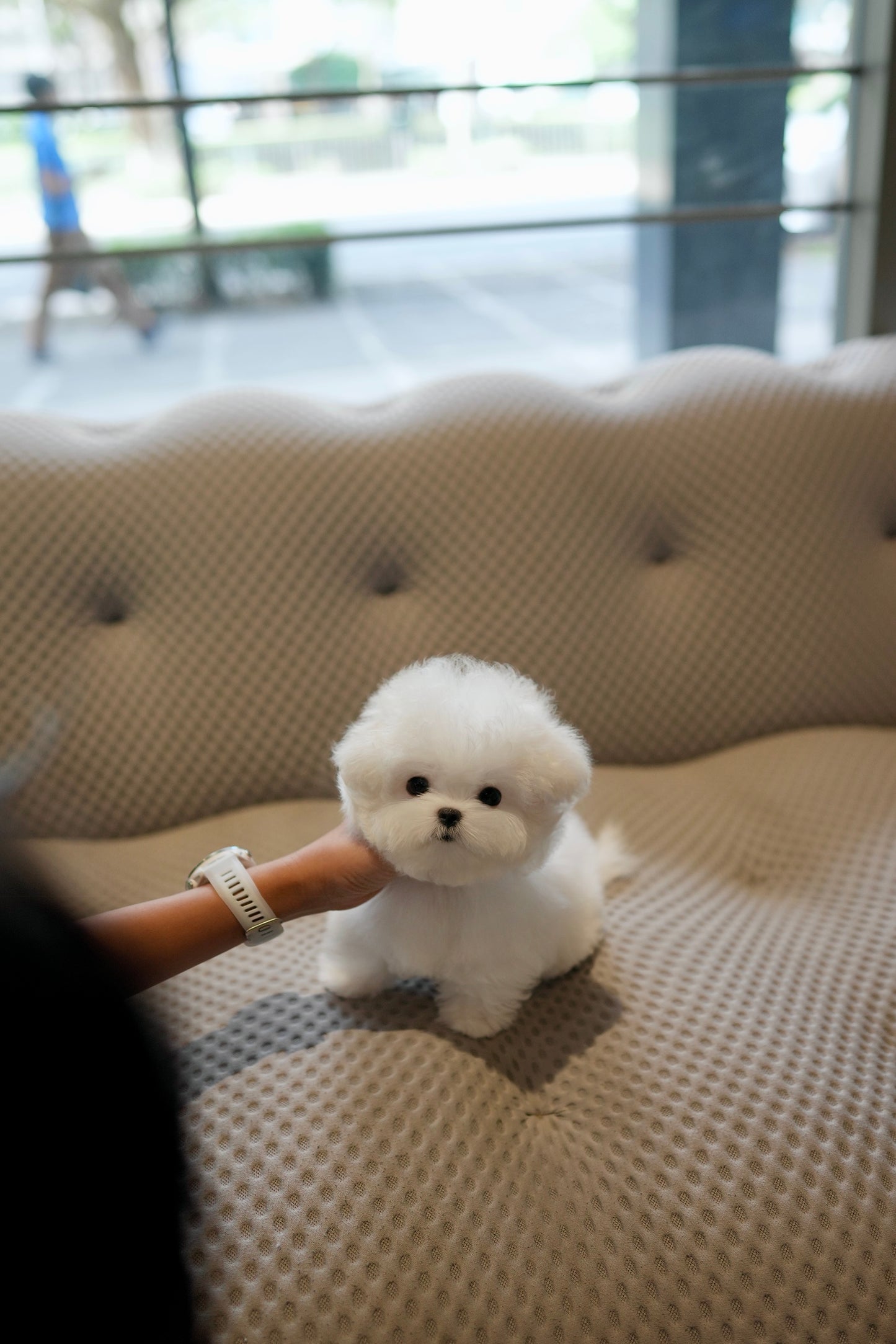 Zebby - Mini Bichon (White)
