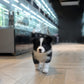 Franz - Border Collie (Black & White)