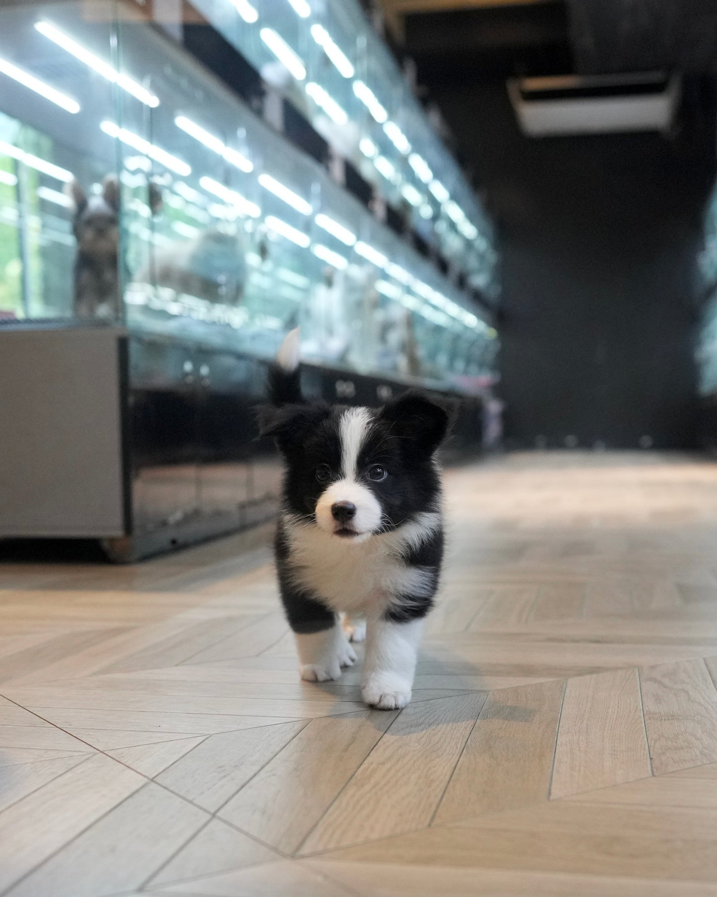 Franz - Border Collie (Black & White)