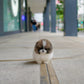 Camila - Pomeranian (Parti)
