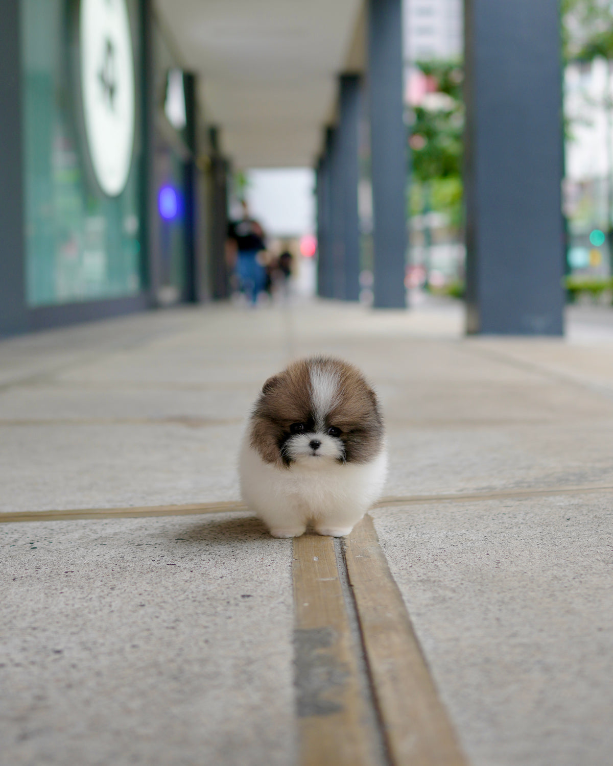 Camila - Pomeranian (Parti)