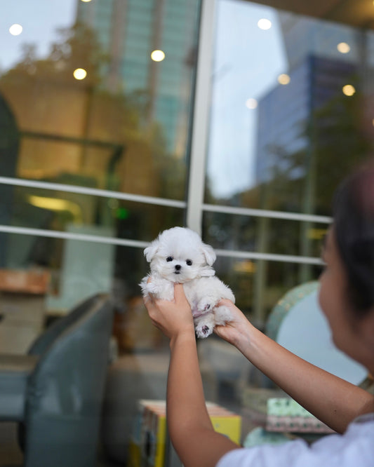 Adam - Maltese (White)