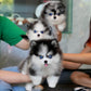 Riz - Mini Pomsky (Blue Merle)