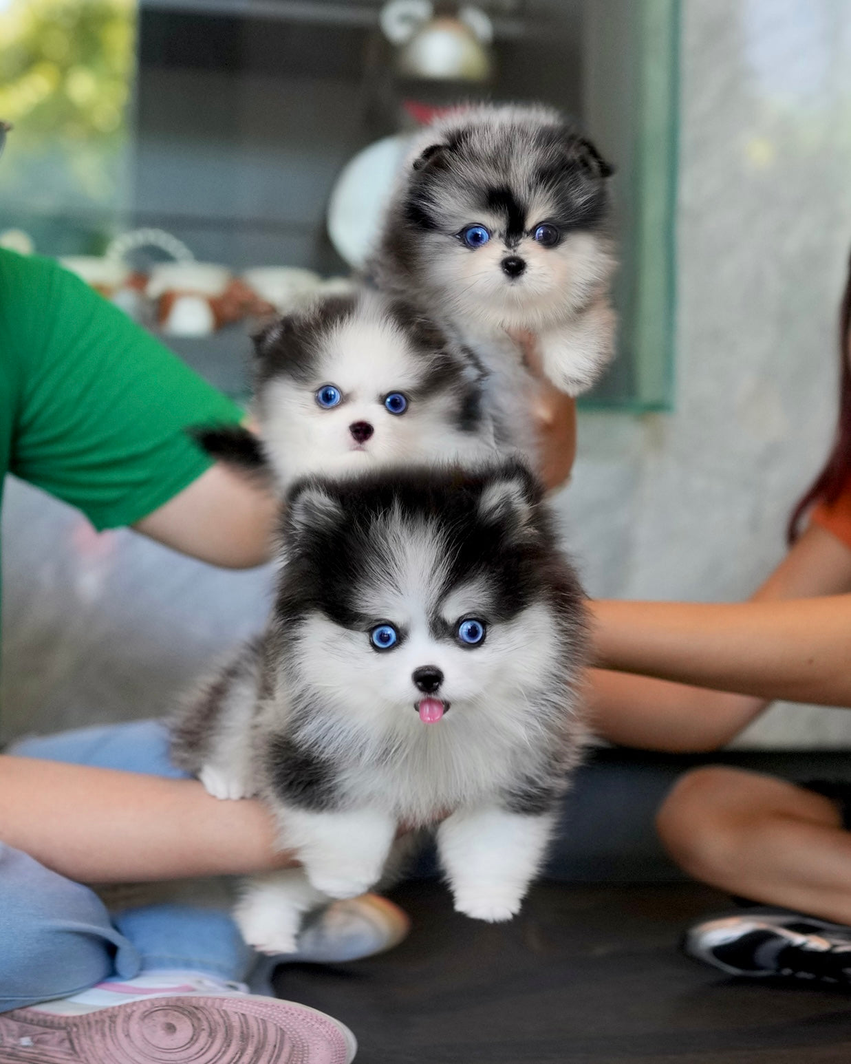 Riz - Mini Pomsky (Blue Merle)