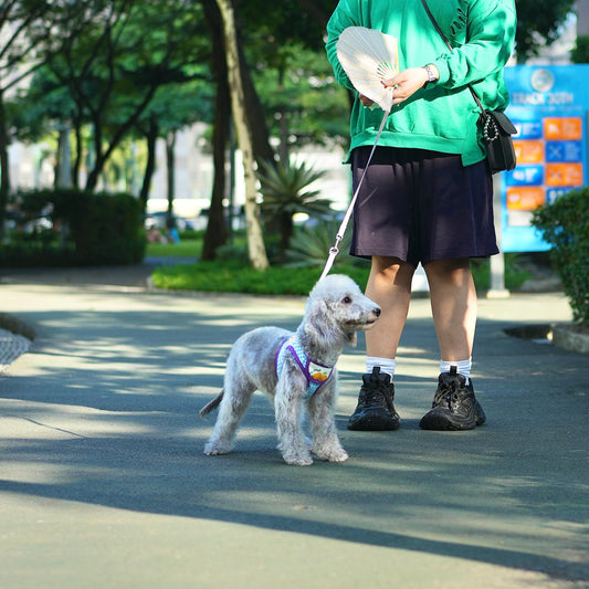 Bedlington Terrier -  Anya (Blue)