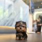 Peanut - Mini Yorkshire Terrier (Silver)