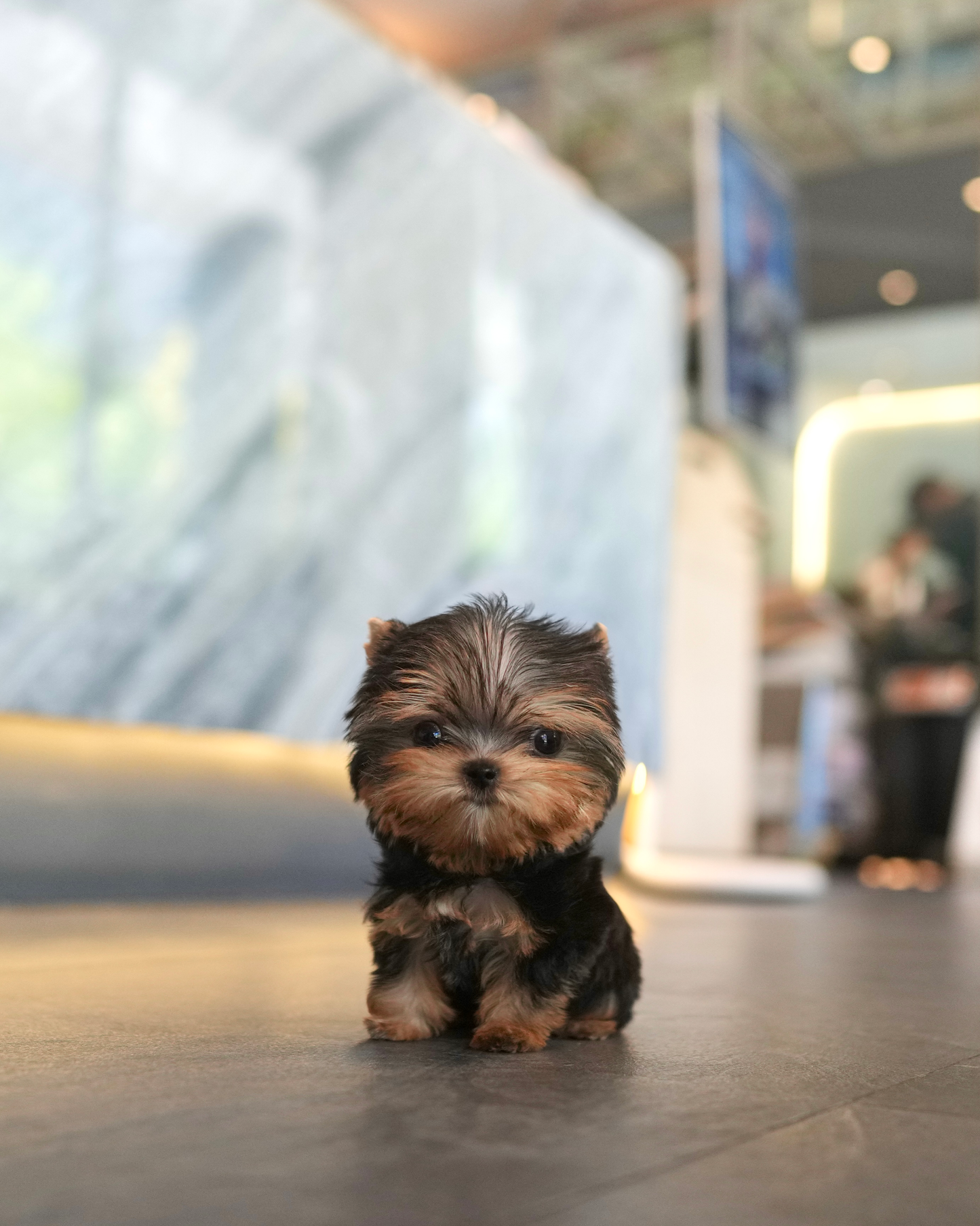 Peanut - Mini Yorkshire Terrier (Silver)
