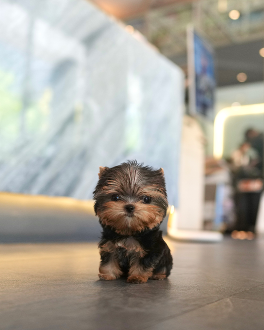 Peanut - Mini Yorkshire Terrier (Silver)