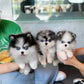 Riz - Mini Pomsky (Blue Merle)