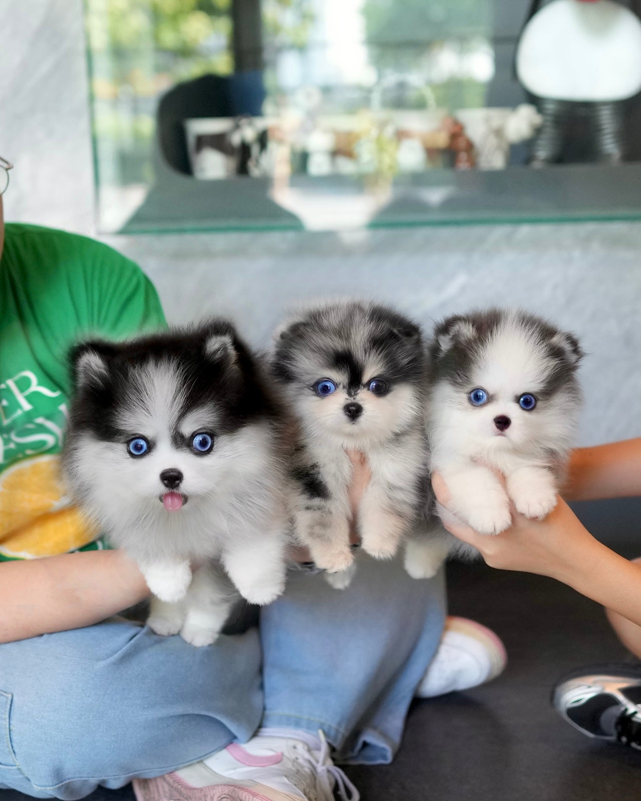 Riz - Mini Pomsky (Blue Merle)