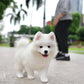 Max - Samoyed (White)