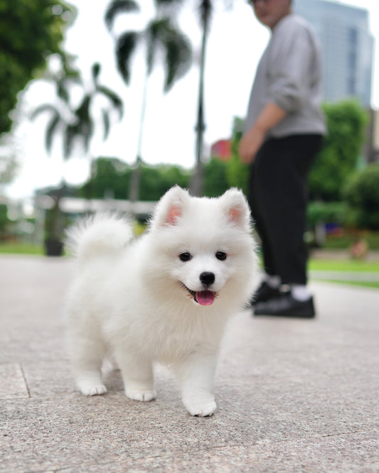 Max - Samoyed (White)