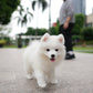 Max - Samoyed (White)