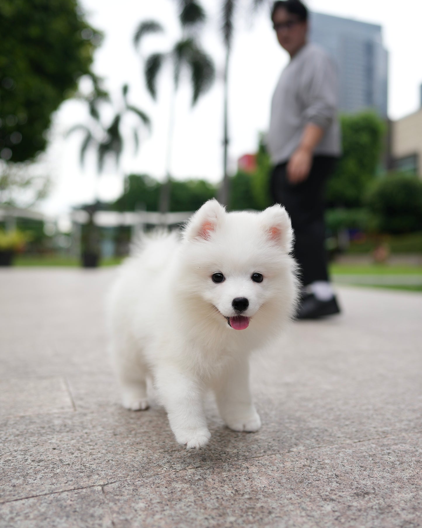 Max - Samoyed (White)