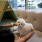 Zebby - Mini Bichon (White)