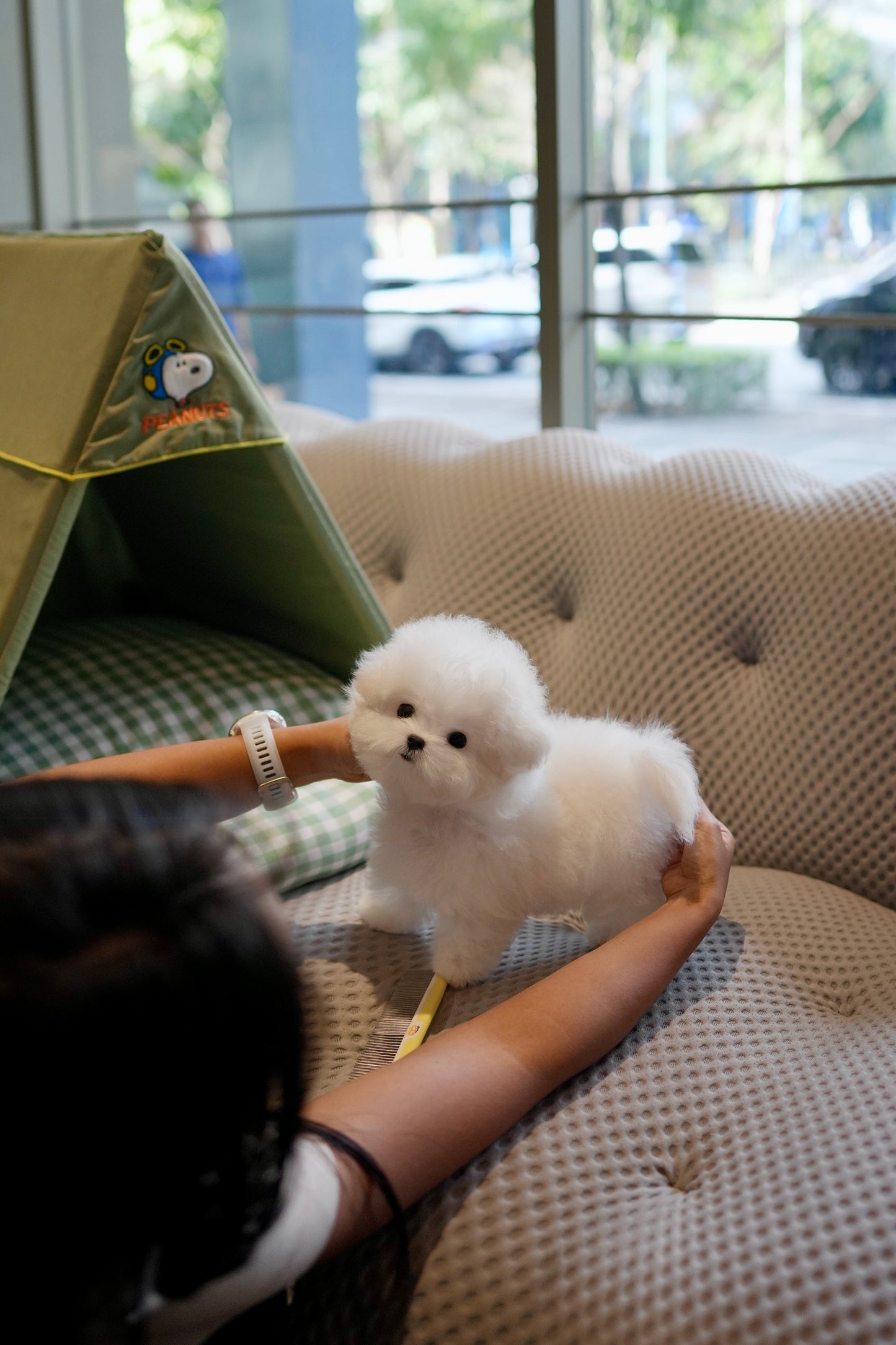 Zebby - Mini Bichon (White)