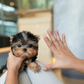 Peanut - Mini Yorkshire Terrier (Silver)
