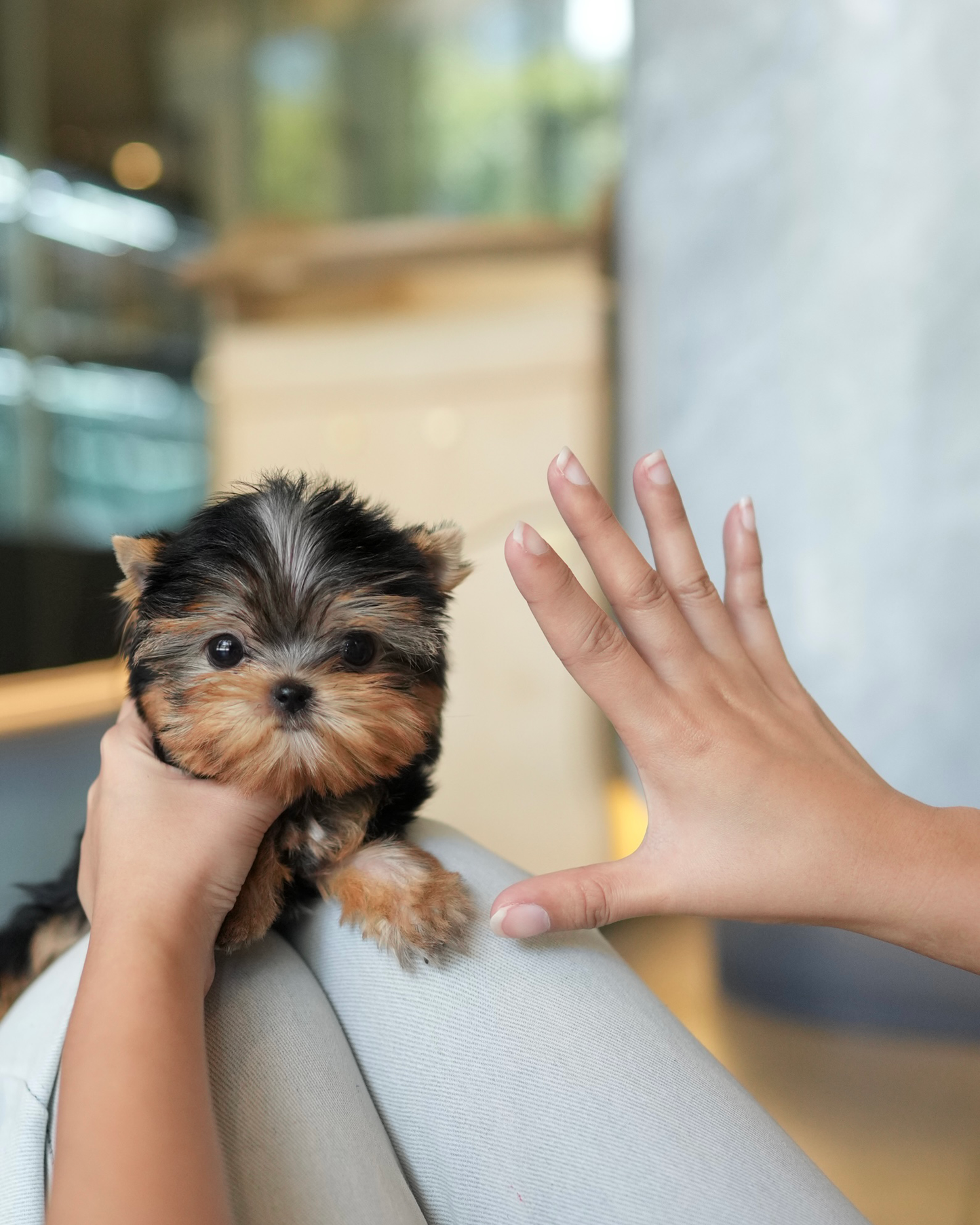Peanut - Mini Yorkshire Terrier (Silver)