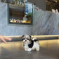 Morkie - Morkie (Tricolor)