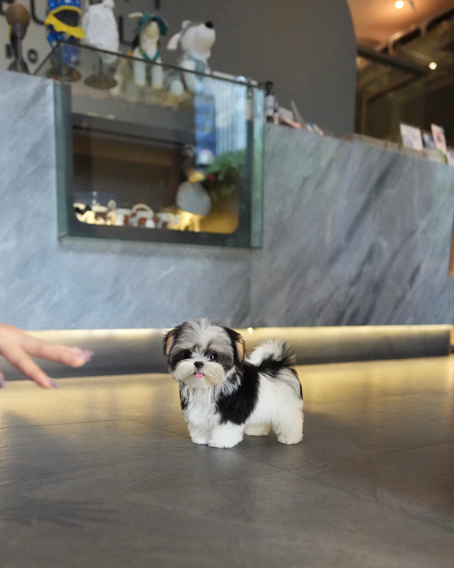 Morkie - Morkie (Tricolor)