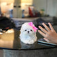 Olivia - Maltese (White)