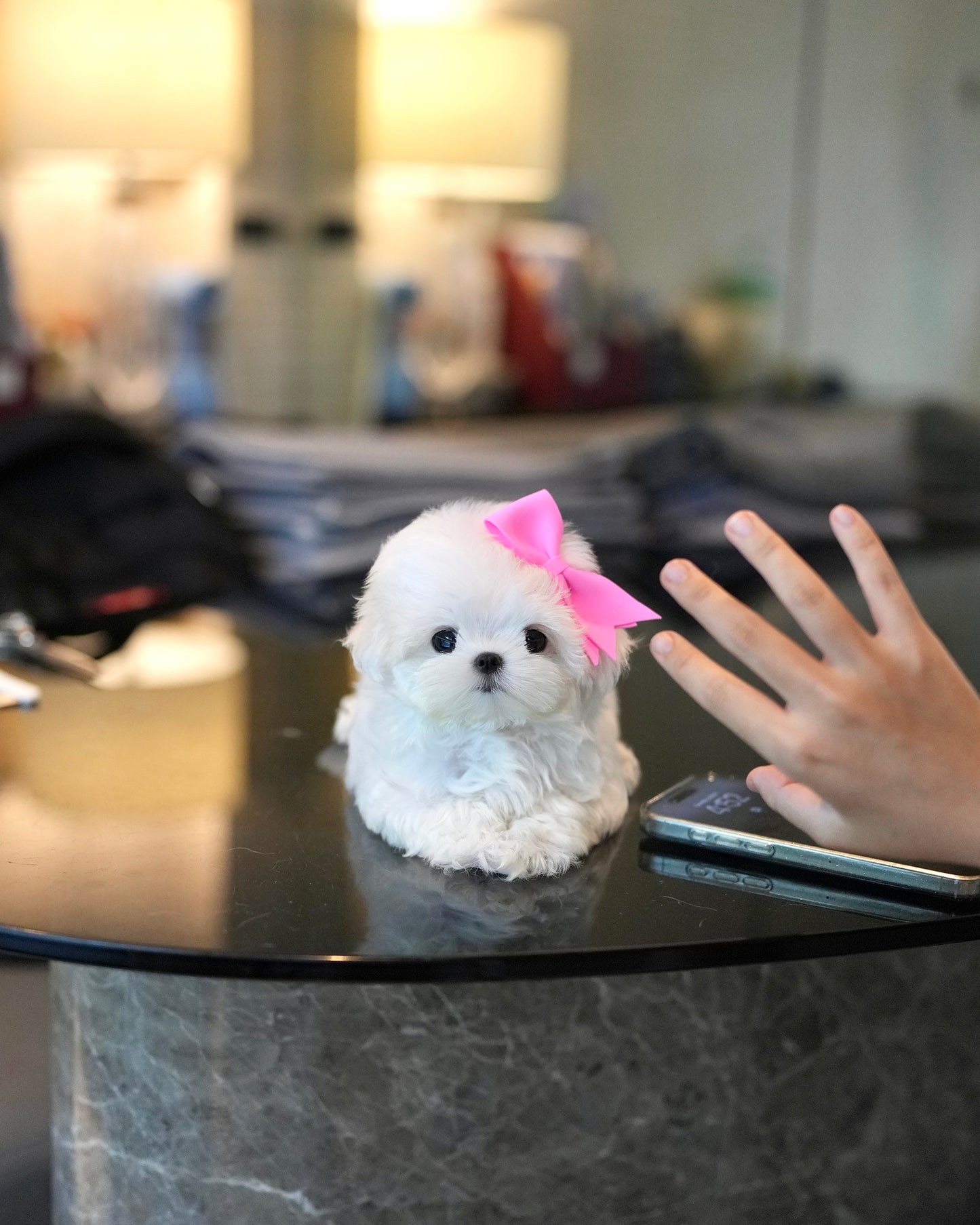 Olivia - Maltese (White)