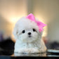 Olivia - Maltese (White)