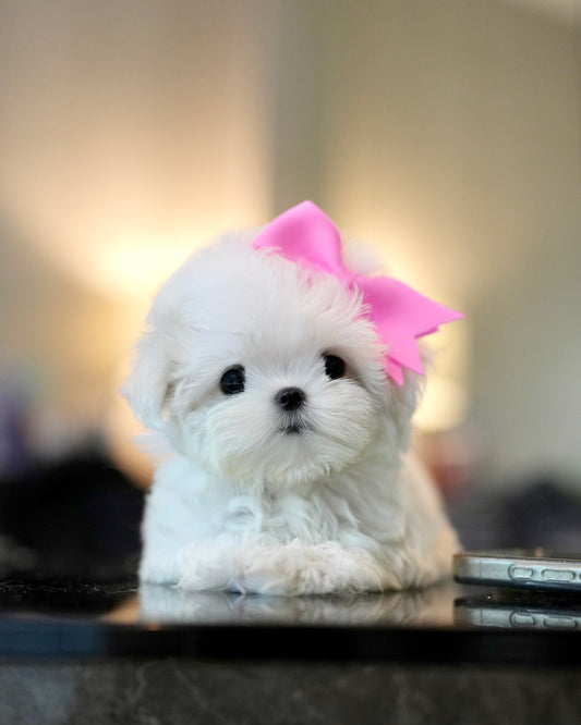 Olivia - Maltese (White)