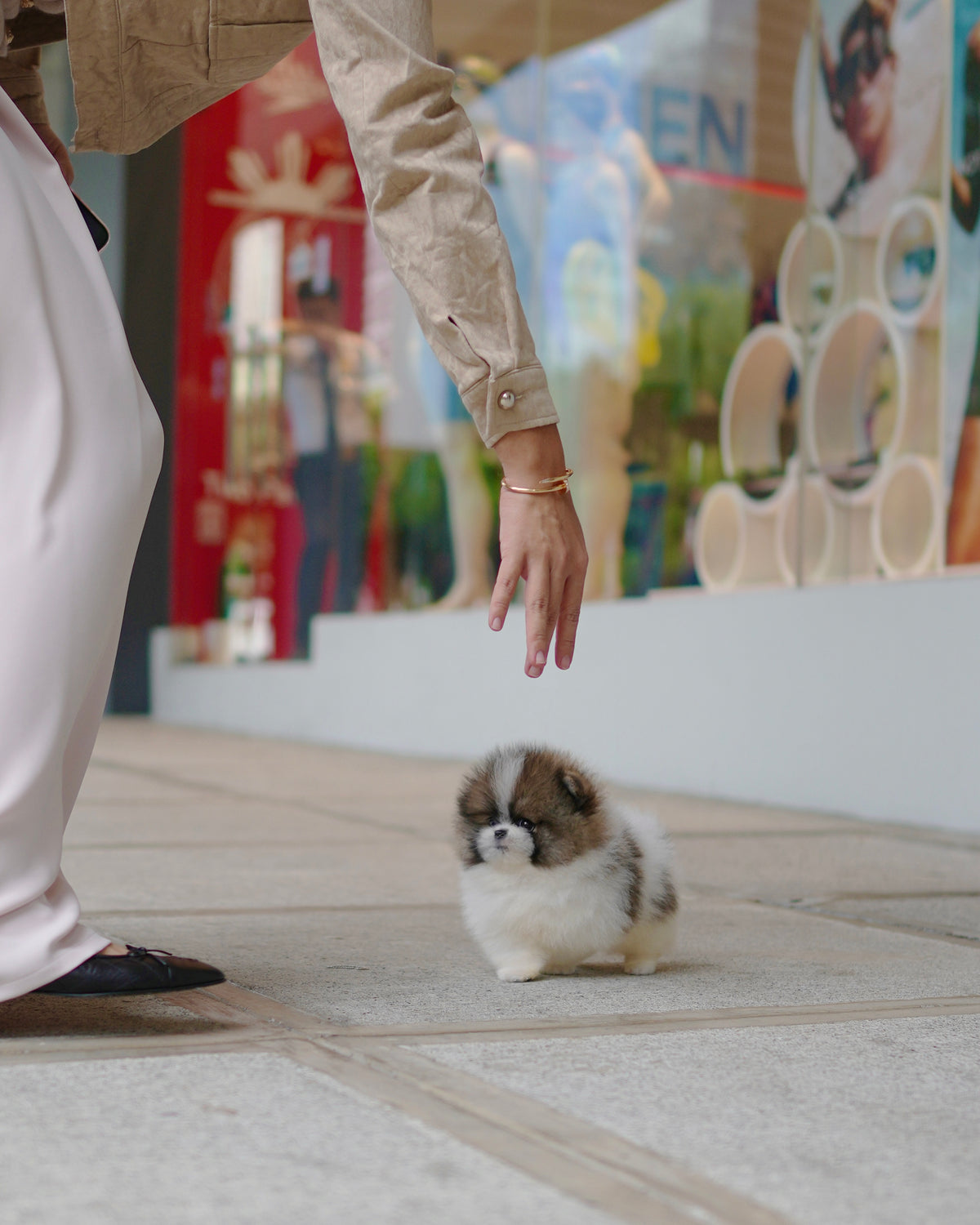 Camila - Pomeranian (Parti)