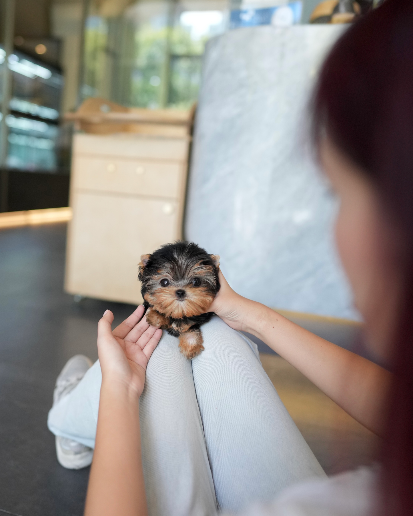 Peanut - Mini Yorkshire Terrier (Silver)
