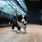 Franz - Border Collie (Black & White)