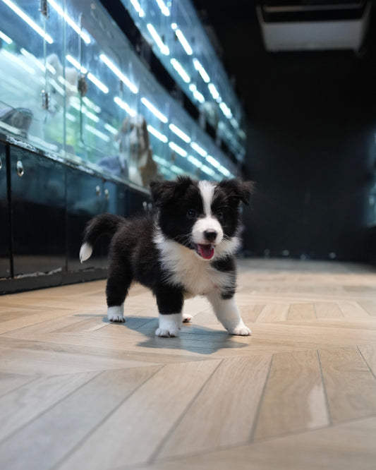 Franz - Border Collie (Black & White)