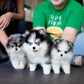 Riz - Mini Pomsky (Blue Merle)