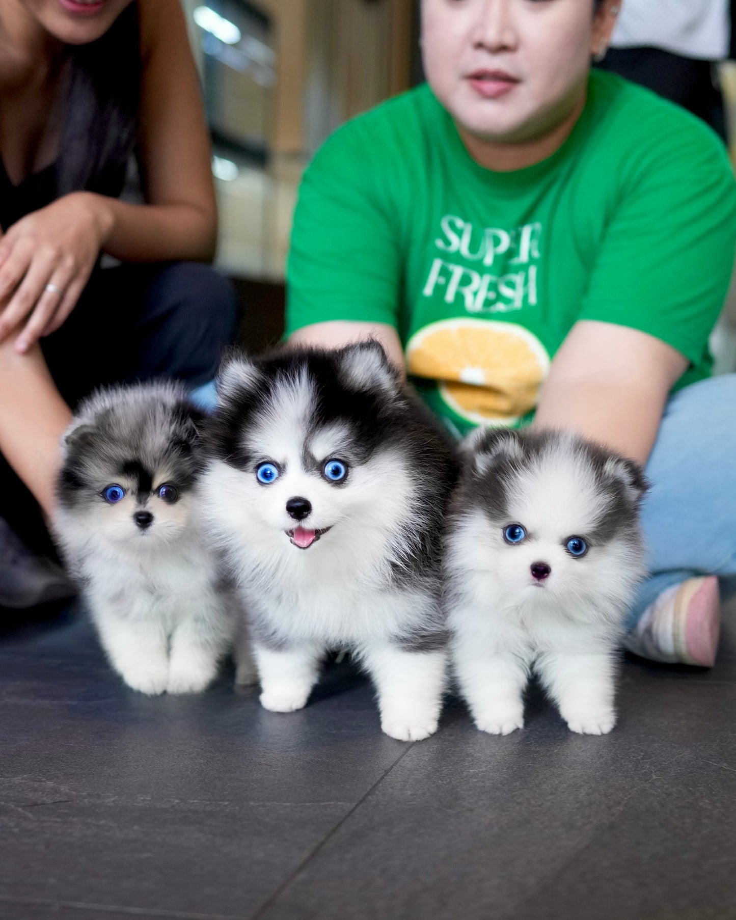 Riz - Mini Pomsky (Blue Merle)