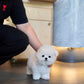 Zebby - Mini Bichon (White)