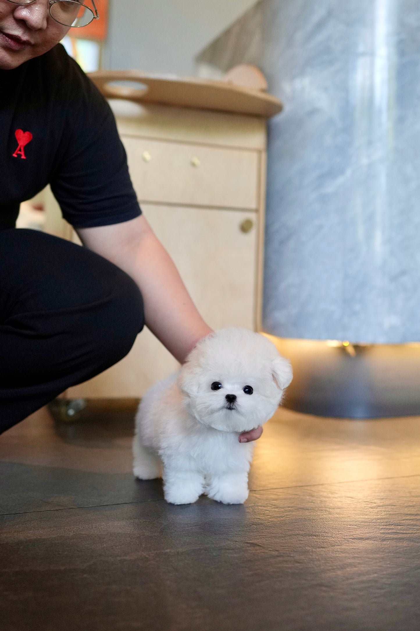 Zebby - Mini Bichon (White)