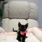Reese - Devon Rex (Black)