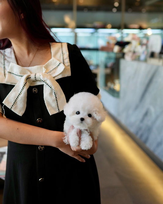 Jia - Mini Bichon (White)