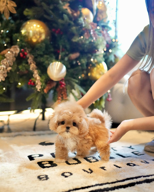 Pepper - Maltipoo (Brown & White)