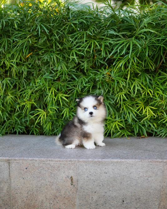 Noah - Mini Pomsky (Black & White)