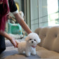 Jia - Mini Bichon (White)