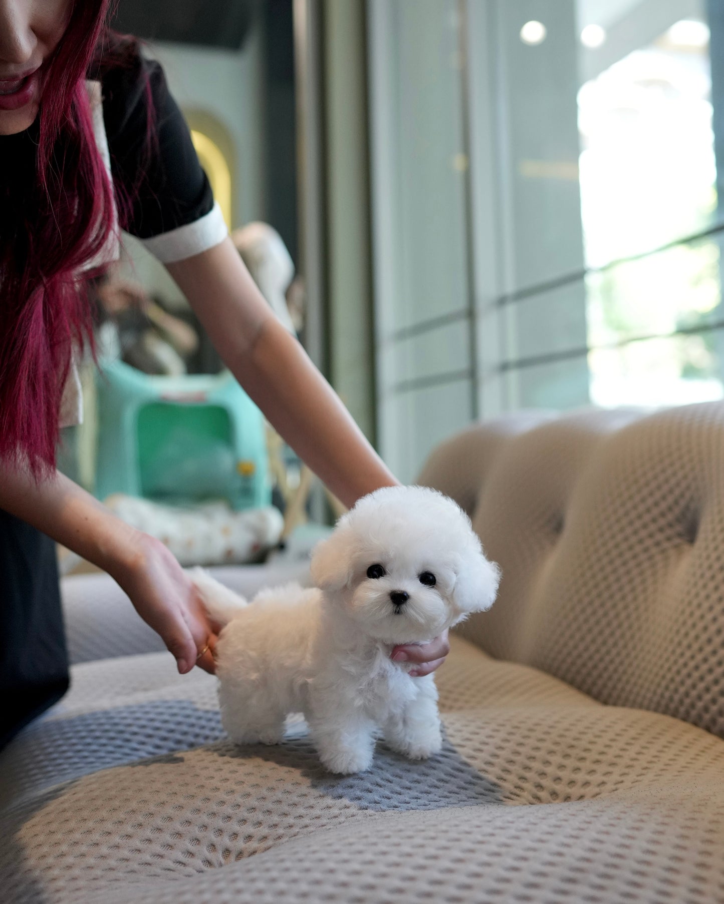 Jia - Mini Bichon (White)