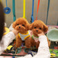 Luisa - Tiny Poodle (Red)