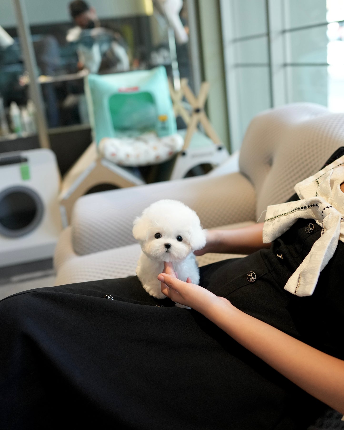 Jia - Mini Bichon (White)