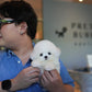 Otto - Mini Bichon (White)