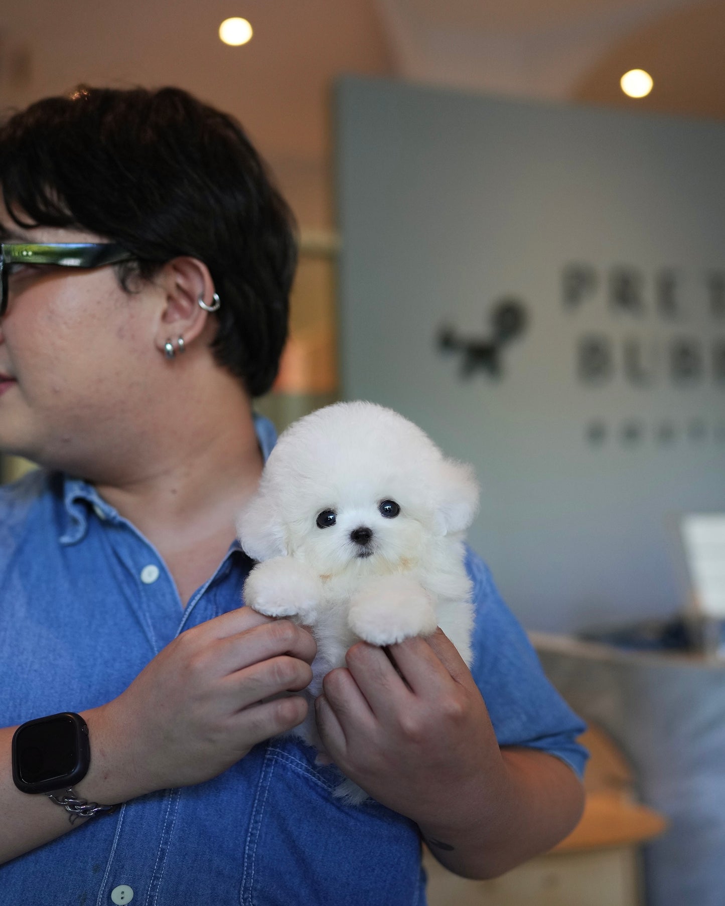 Otto - Mini Bichon (White)