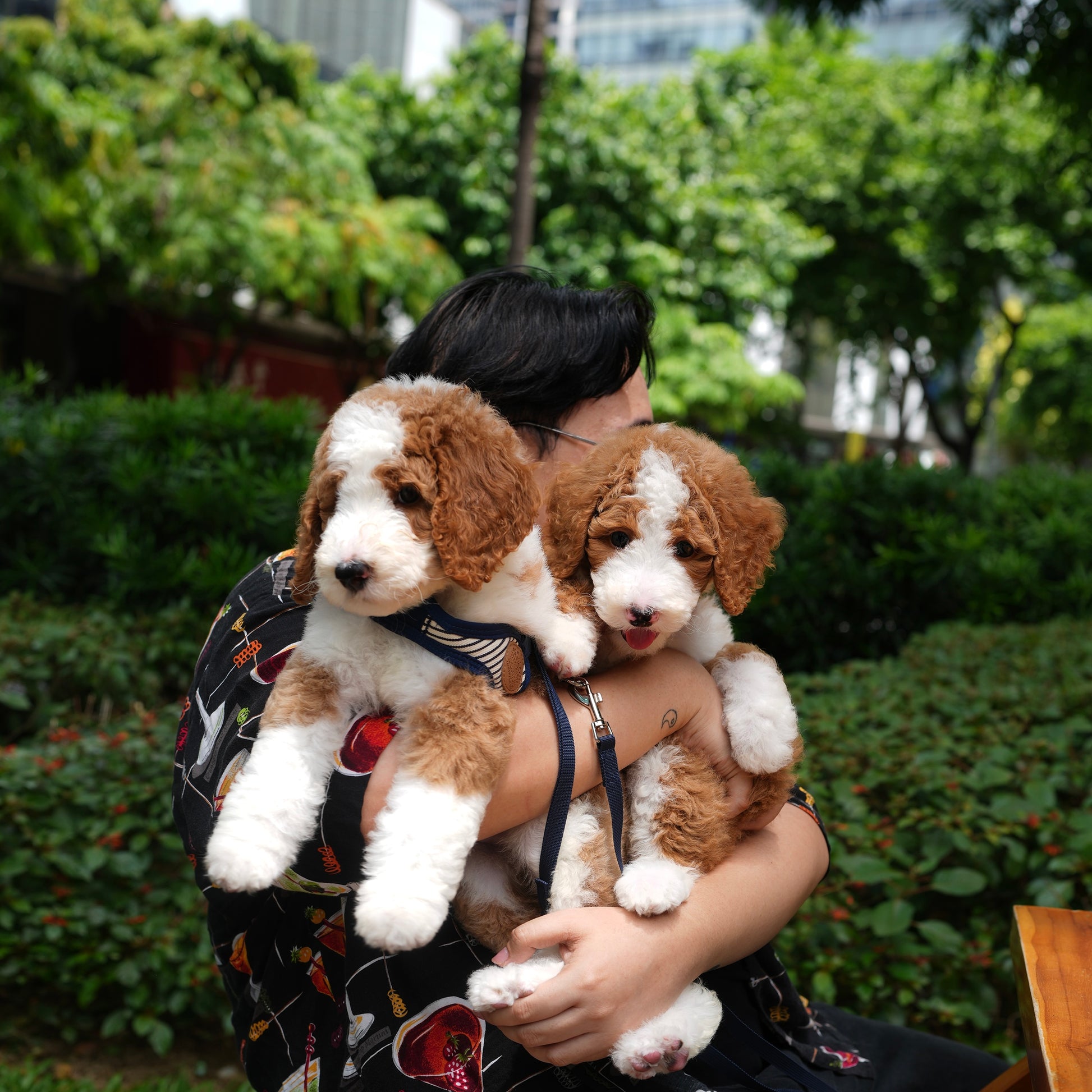 Giant Poodle Price In Malaysia Order Discount factoryeye