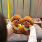 Luisa - Tiny Poodle (Red)