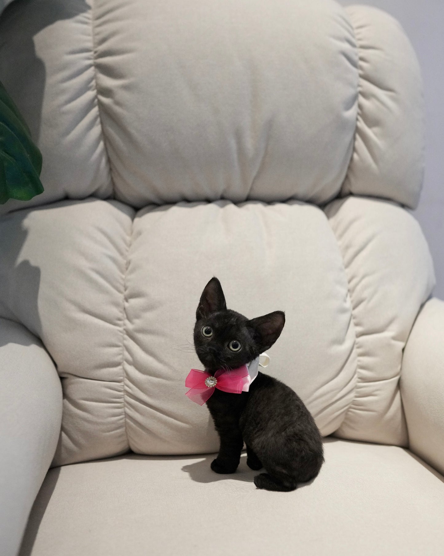 Reese - Devon Rex (Black)